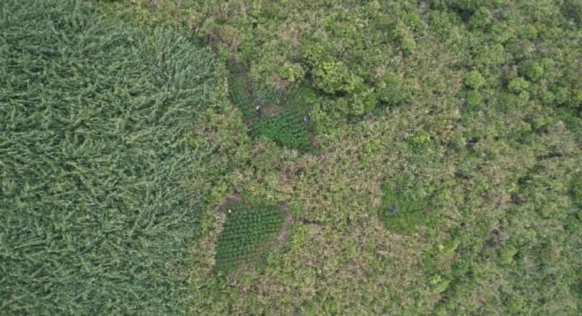 Bukan di Jalur Wisata! Ladang Ganja Ditemukan di Kawasan Timur TNBTS