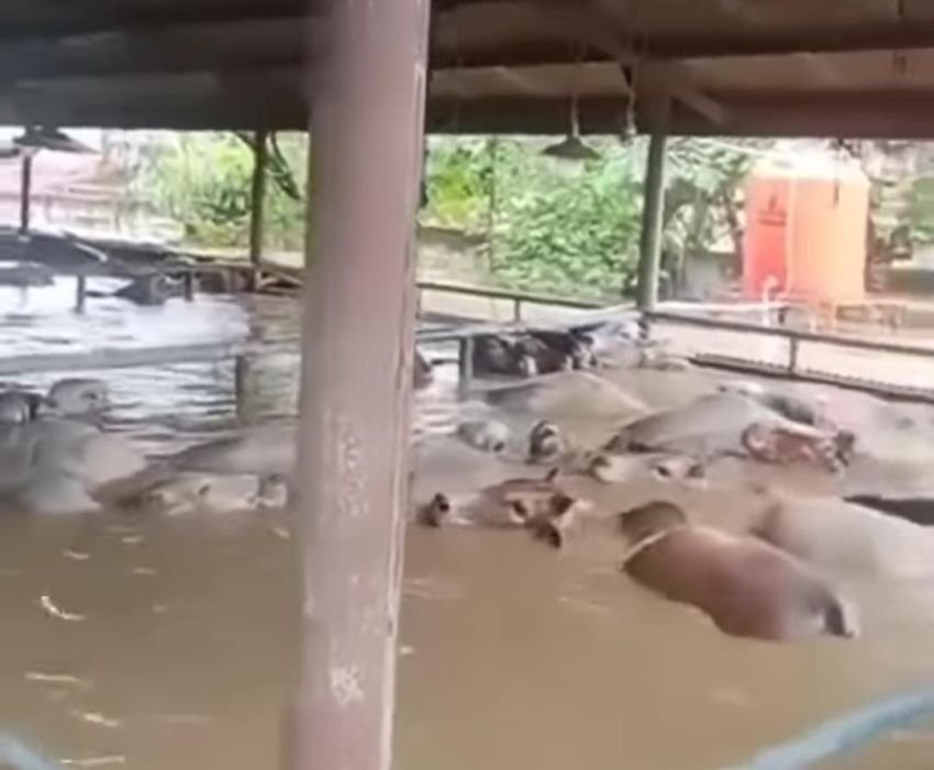 Evakuasi Dramatis: 40 Sapi Brahman Cross Australia Terendam Banjir, Semua Selamat