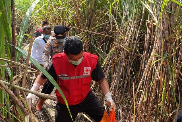 Kerangka Manusia Ditemukan di Lahan Tebu Bantul! Diduga Sudah 2 Bulan Meninggal