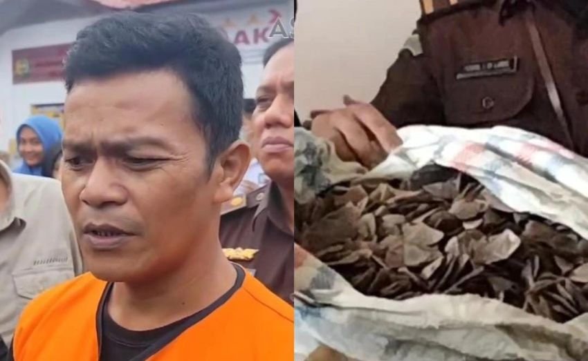 Penyelundupan Sisik Trenggiling Terungkap, Tersangka Dilimpahkan ke Kejaksaan Asahan