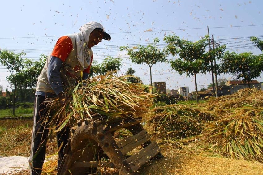 Menjaga Kesejahteraan Petani: Bulog Sumut Serap 8.000 Ton Gabah Hingga Awal Maret 2025