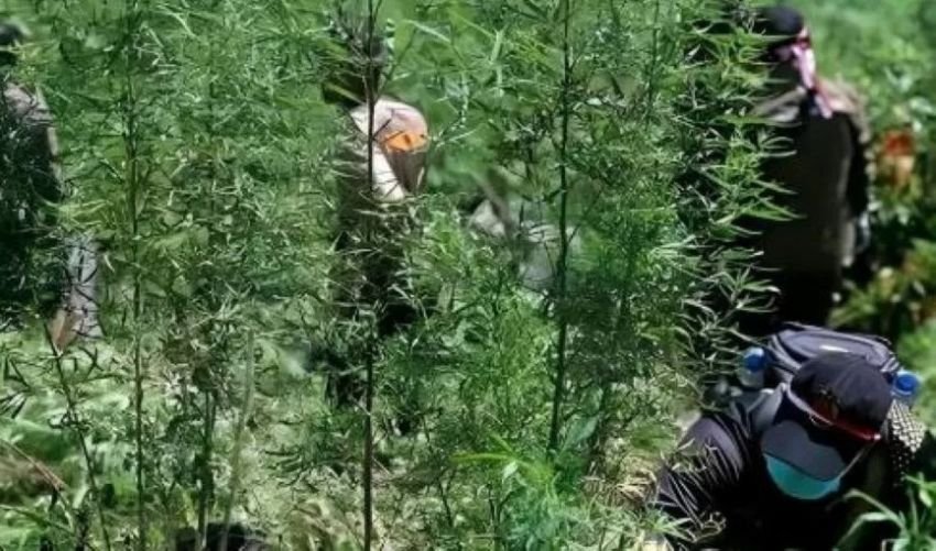 Puan Maharani Desak Aparat Usut Tuntas Penemuan 59 Titik Ladang Ganja di Taman Nasional Bromo Tengger Semeru