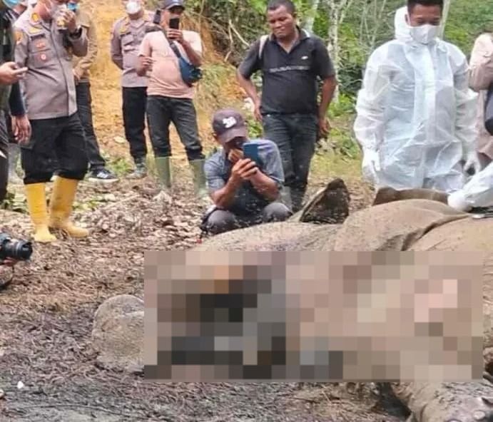 Gajah Sumatera Ditemukan Mati di Perkebunan Sawit Dekat TNGL, Penyebab Masih Diselidiki