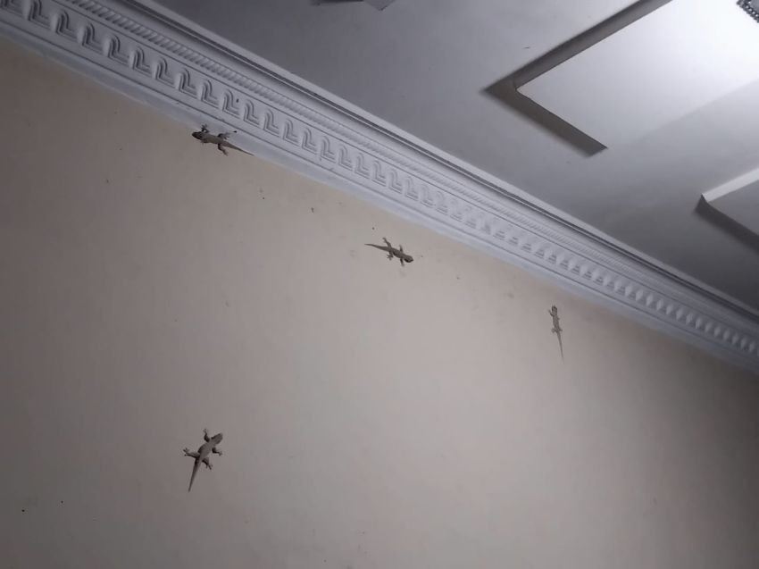 Cicak di Rumah Bukan Sekadar Gangguan: Studi Laboratorium Ungkap Risiko Penyakit Serius
