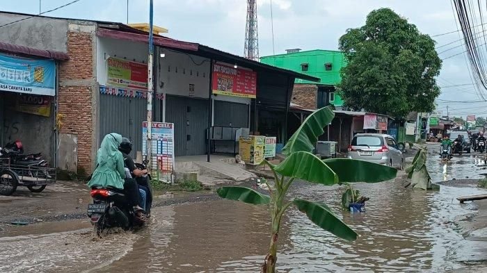 Warga Desa Sunggal Kanan Tanam Pohon Pisang di Jalan Rusak Sebagai Bentuk Protes