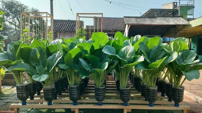Lahan Sempit Bukan Halangan, Begini Cara Mudah Menanam Sawi di Polybag