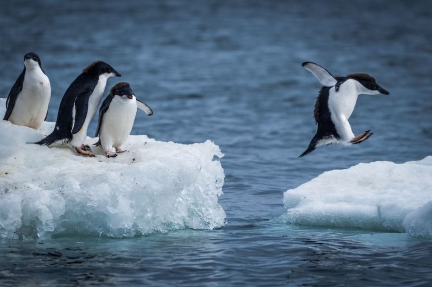 Kotoran Penguin Penuh Amonia, Senjata Alami Lawan Krisis Iklim, Kok Bisa?
