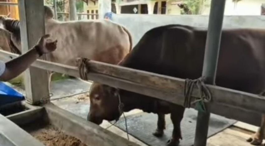 Presiden Prabowo Sumbang 36 Sapi Kurban ke Sumut, Terberat Capai 1,6 Ton