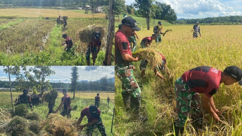 Satgas Yonif 741/GN Pos Turiscain Turun ke Sawah Bantu Warga Panen Padi di Perbatasan Belu
