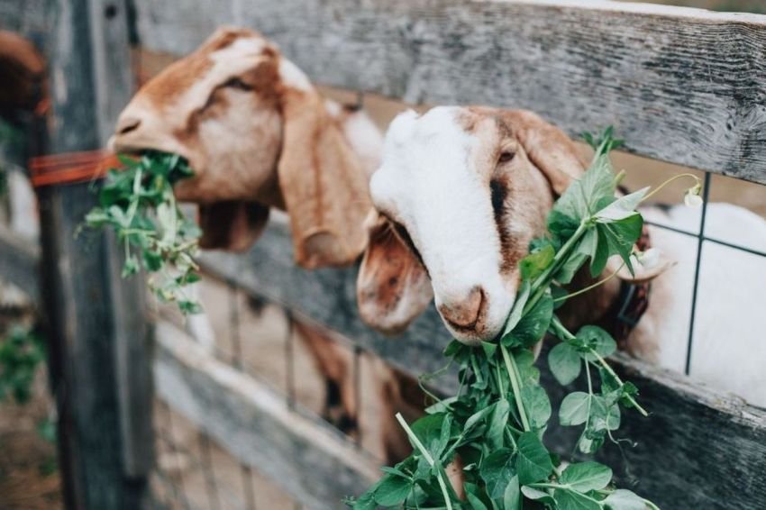 Ingin Berkurban Kambing Saat Idul Adha? Ini Syarat, Usia, dan Ketentuannya