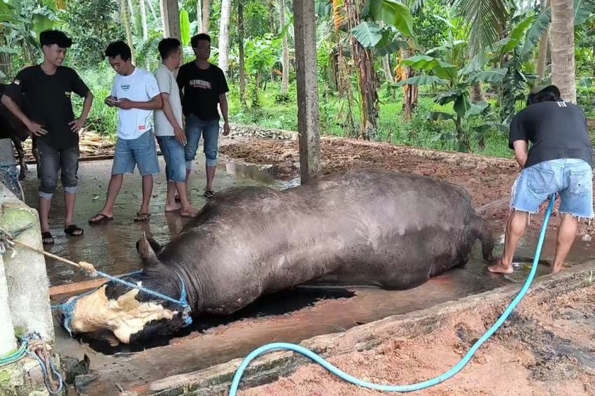 Sapi Kurban Presiden Prabowo Mati Mendadak di Polewali Mandar, Diduga Keracunan