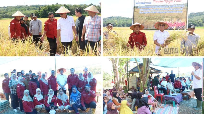 Dukung Swasembada Pangan, Bupati Tapsel Pimpin Panen Raya Padi di Angkola Timur