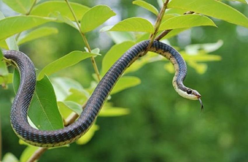 Waspada! 5 Tanaman Ini Ternyata Bisa Mengundang Ular ke Halaman Rumah