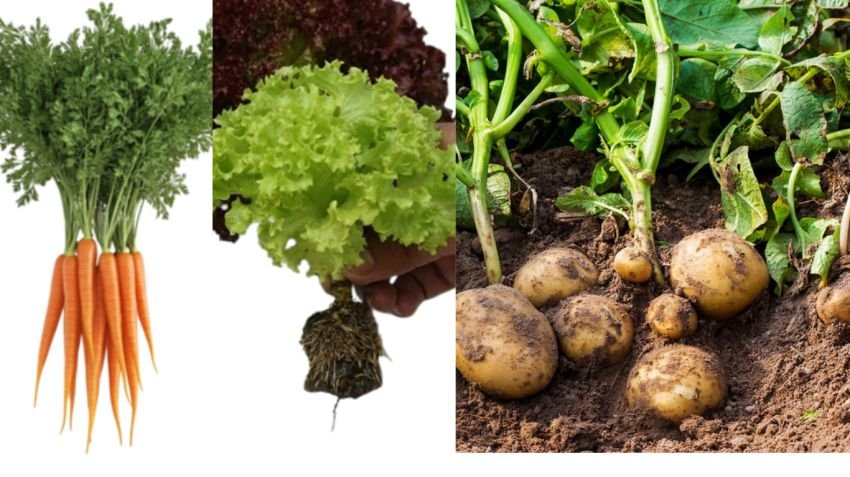 Jangan Dibuang! Ini 5 Jenis Sayuran Dapur yang Bisa Hidup Lagi di Air