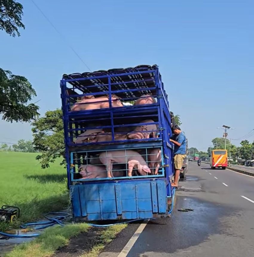 Viral Aksi Memandikan Babi di Irigasi Sawah Pantura Indramayu, Polisi Lakukan Penertiban