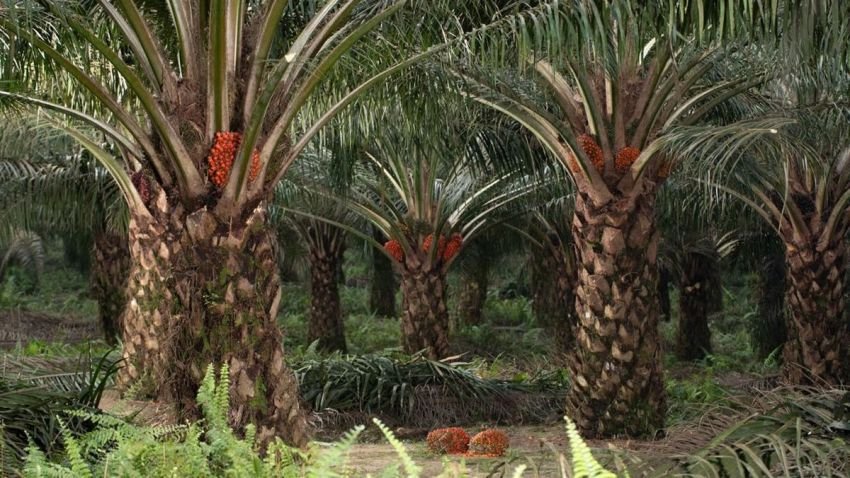 Harga TBS Sawit di Sumut Naik, CPO Ikut Menguat Periode 23-27 Mei 2025
