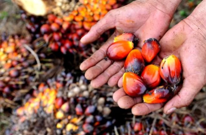 BBM Campur Sawit 50% Siap Meluncur 2026, Pemerintah Optimistis!