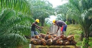 China Siap Investasi Rp148 Triliun untuk Pengolahan Sawit Indonesia, DMSI: Petani Bisa Kaya!