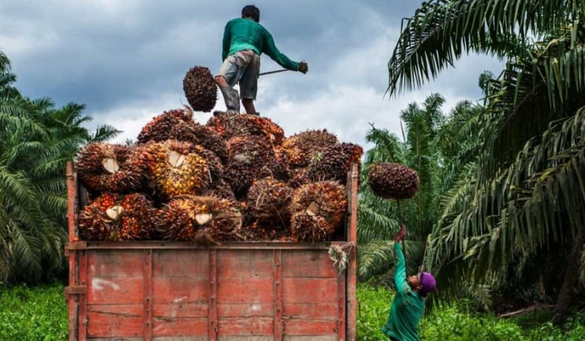 Harga Sawit di Sumut Masih Lesu, TBS Bertahan di Rp 3.300-an per Kg