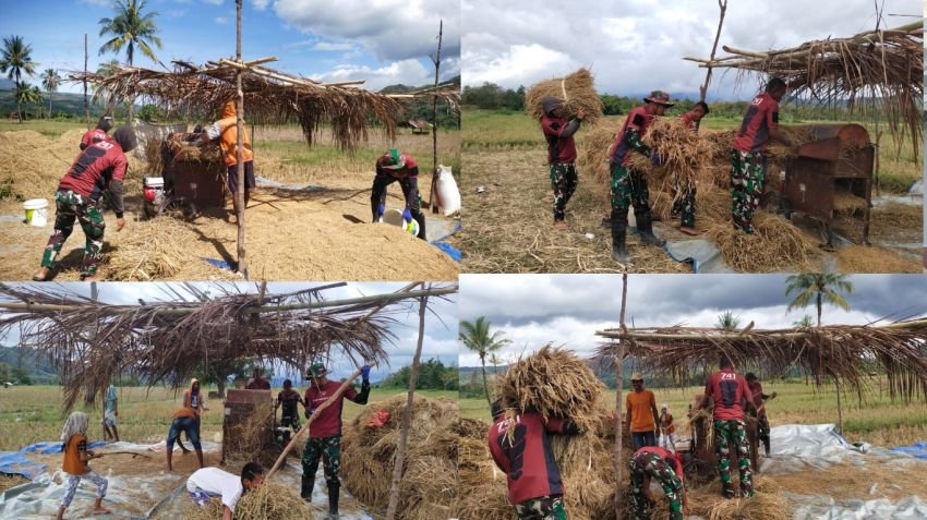 Satgas Pamtas RI-RDTL Pos Asumanu Bantu Warga Panen Padi di Perbatasan Belu