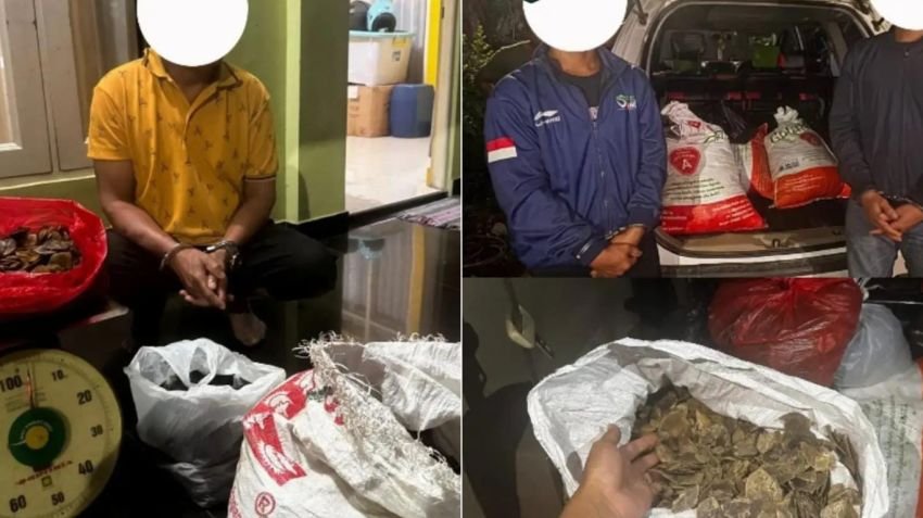 Kemenhut Gagalkan Perdagangan Ilegal 80,5 Kg Sisik Trenggiling di Kalsel, Tiga Tersangka Diamankan