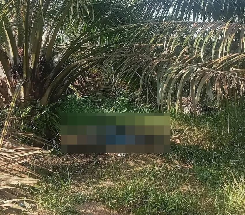 Dua Buruh Perempuan Ditemukan T3w4s di Perkebunan Sawit Solok Selatan, Terduga Pelaku Ditangkap di Padang