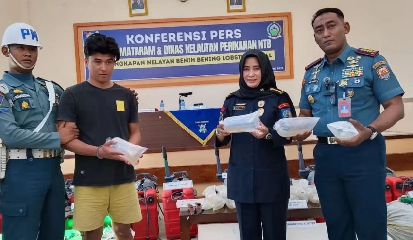 TNI AL Gagalkan Penyelundupan 51 Ribu Benih Lobster di NTB, 21 Pelaku Diamankan