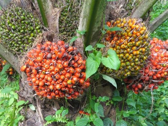 DLHK Sumut Eksekusi 2.000 Batang Sawit Ilegal di Lahan Perhutanan Sosial KTH Nipah