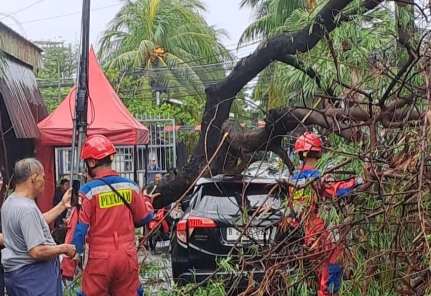 Diterjang Angin Kencang, Dua Pohon Tumbang di Jakarta Barat, Timpa Rumah dan Mobil Warga