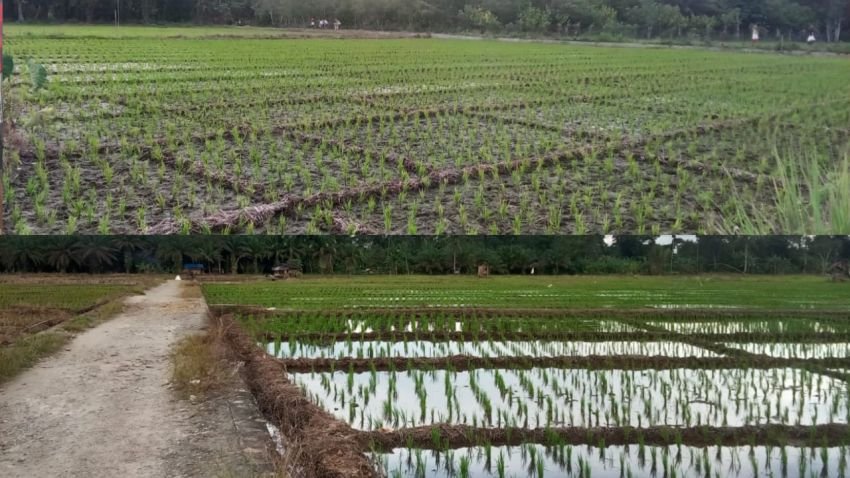 Harga Pupuk Melambung, Petani Desa Mobangboru Tapanuli Tengah Keluhkan Beban Produksi