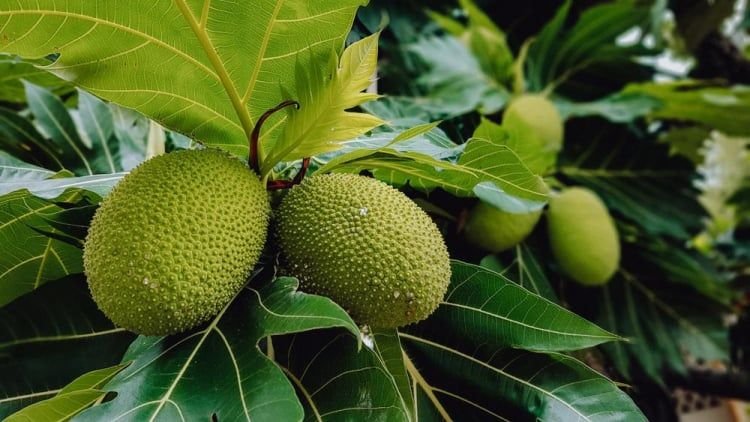 Sukun, Superfood Asli Indonesia yang Kini Jadi Buruan Dunia