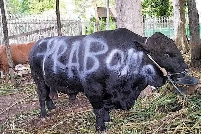 APPSI Apresiasi Presiden Prabowo Beli 985 Ekor Sapi Kurban dari Peternak Lokal