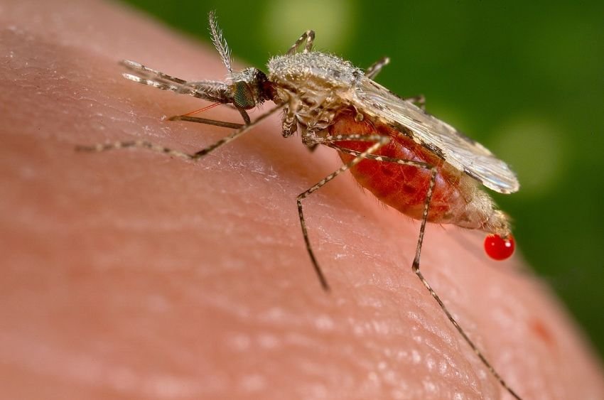 Kemenkes: Eliminasi Malaria di Indonesia Masih Terkendala, Papua Sumbang 90% Kasus Nasional