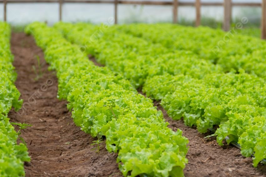 Harga Selada di Cianjur Melonjak 4 Kali Lipat, Petani Untung, Konsumen Mengeluh