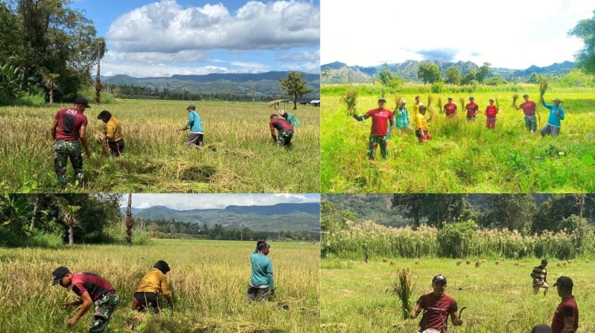 Danpos Nunura Dukung Ketahanan Pangan di Perbatasan, Panen Padi Bersama Warga Belu NTT