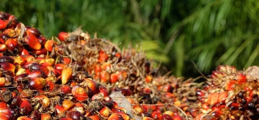 Harga Tandan Buah Segar (TBS) Sawit di Sumut Turun di Bawah Rp 3.300 per Kg