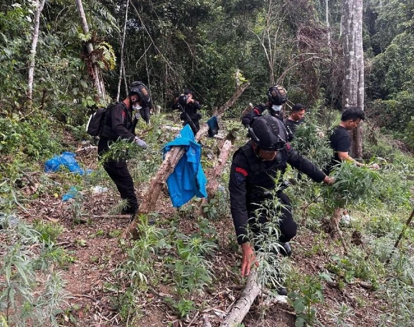 Brimob dan BNNP Sumut Musnahkan 2 Hektare Ladang Ganja di Mandailing Natal