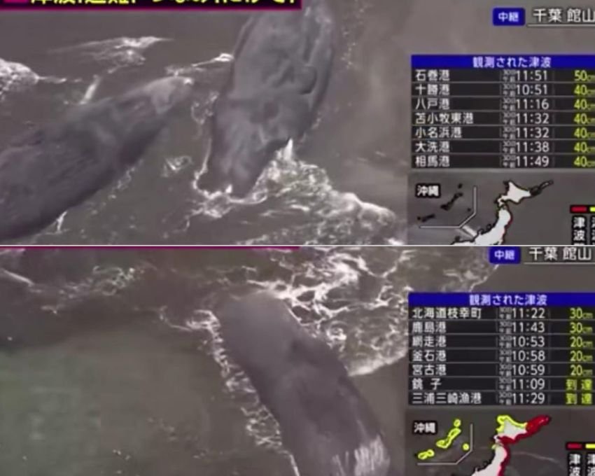 Paus-Paus Raksasa Terdampar Usai Tsunami Hantam Pesisir Jepang, Warga Diminta Tetap Waspada