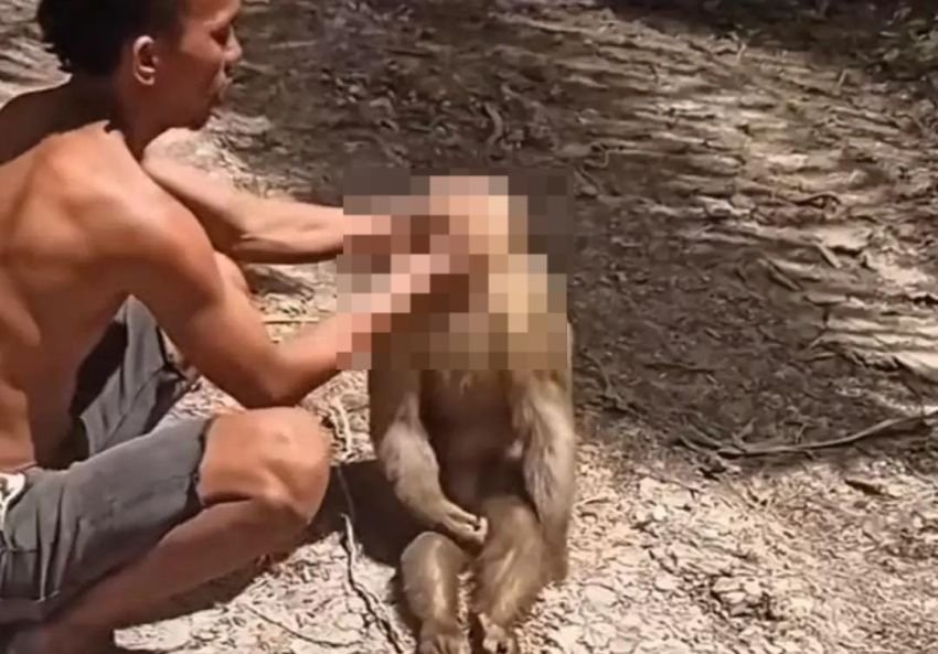 Viral Video Penganiayaan Monyet di Labusel, BBKSDA Turun Tangan: Pelaku Akui Kesal dan Buat Konten