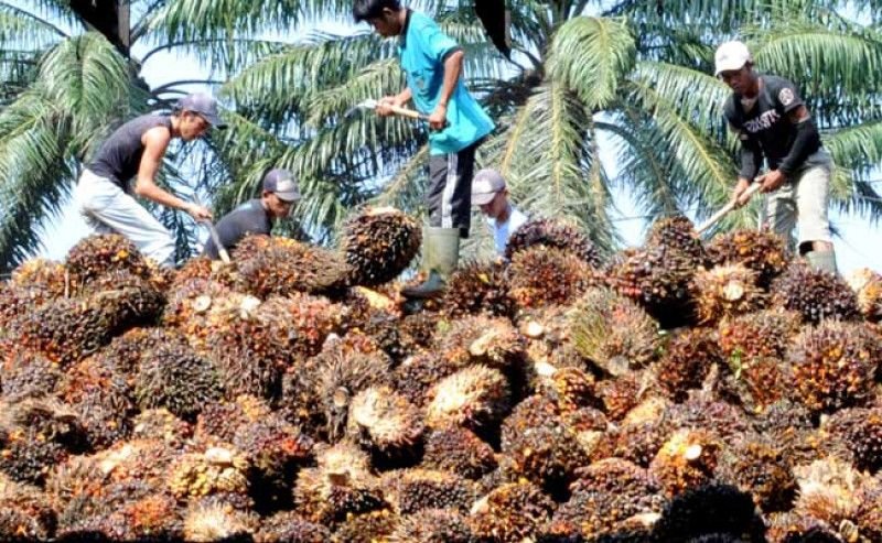 Harga TBS Sawit di Sumut Naik Jadi Rp 3.442 per Kg, Ini Rincian Berdasarkan Usia dan Wilayah