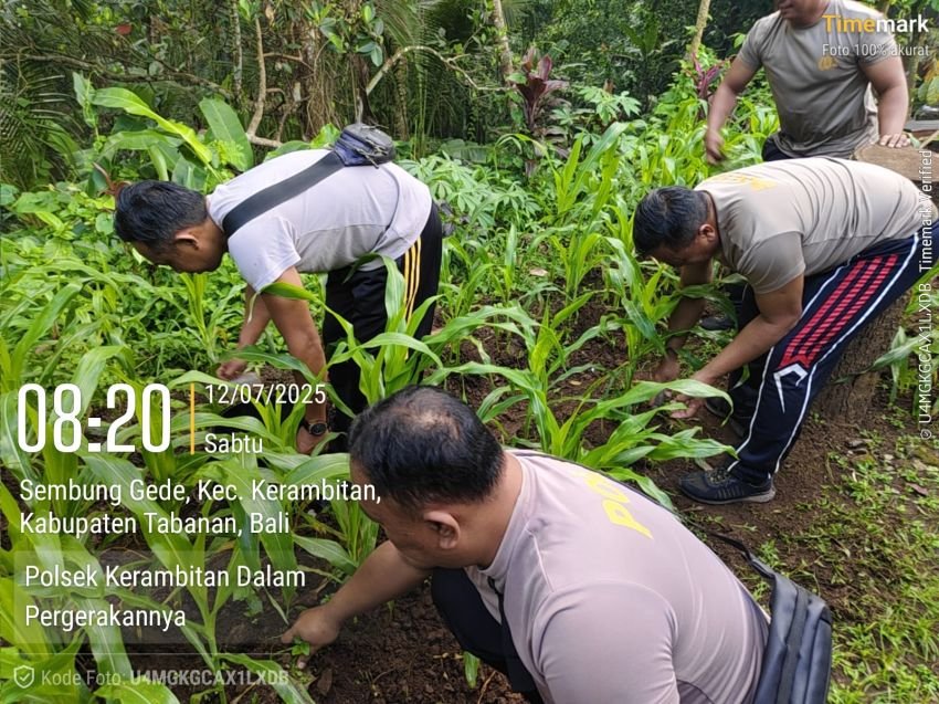 Polsek Kerambitan Rawat Tanaman Jagung, Wujud Dukung Ketahanan Pangan Nasional