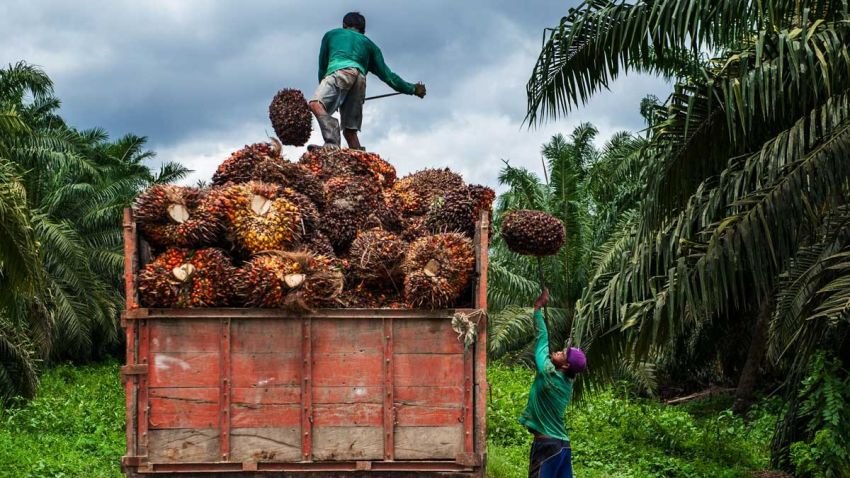 Harga TBS Sawit di Sumut Tembus Rp 3.493 per Kg, Naik Terus dalam Sebulan Terakhir