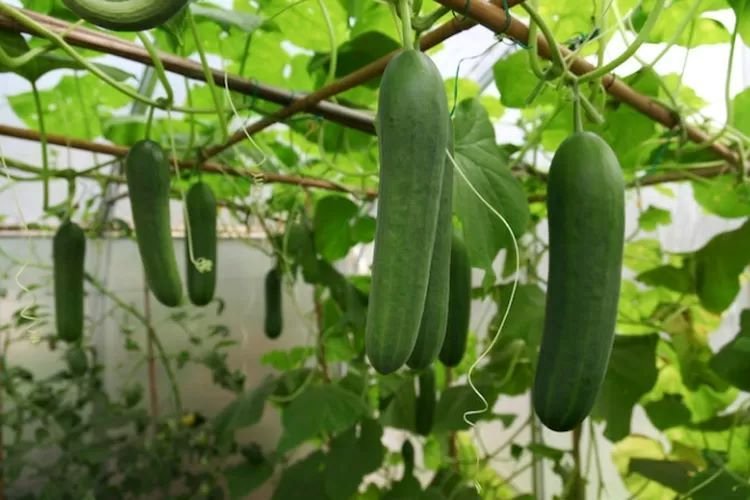 Harga Timun Anjlok hingga Rp4.000/kg, Petani Simalungun Menjerit
