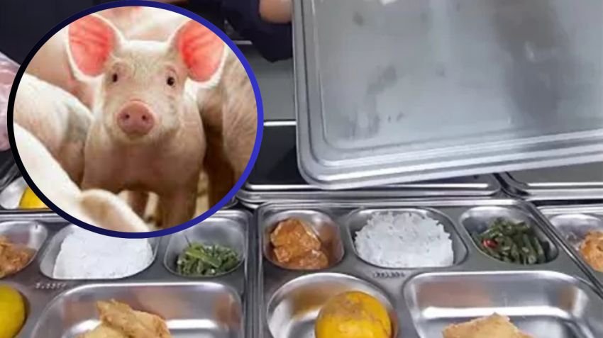 MUI dan BGN Klarifikasi Isu Minyak Babi dalam Nampan Makan Bergizi Gratis (MBG)