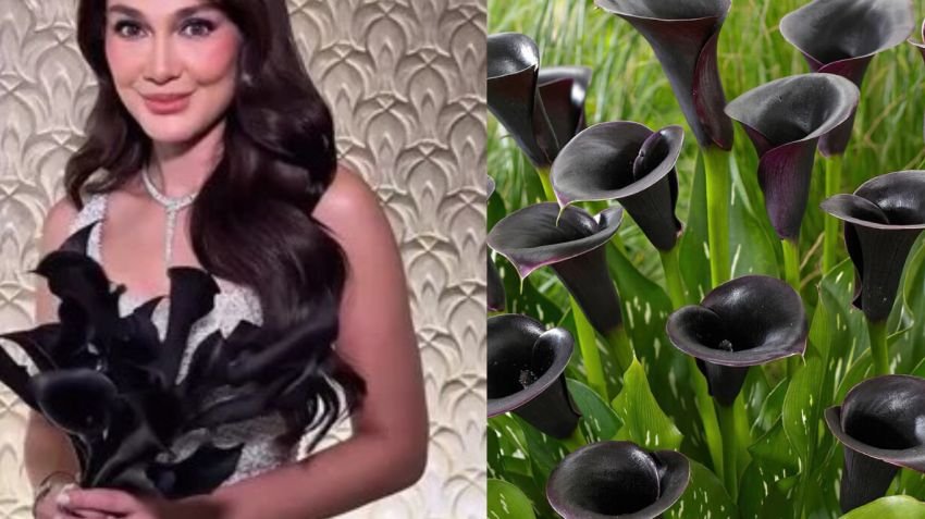 Elegan dan Simbolis, Ini Makna Buket Black Calla Lily Pilihan Luna Maya di Hari Bahagianya