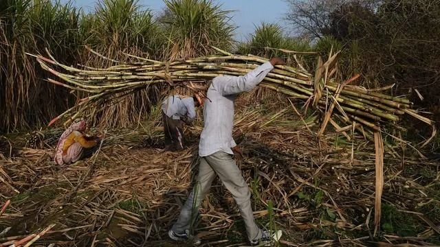 Petani Tebu Tolak Permendag Nomor 16 Tahun 2025, Ancam Gelar Aksi di Kementerian Perdagangan