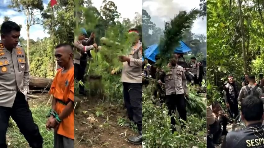 Polres Madina Temukan Ladang Ganja 1 Hektare di Huta Nainjang, Warga: Ganja Lagi, Malu-Maluin Saja!