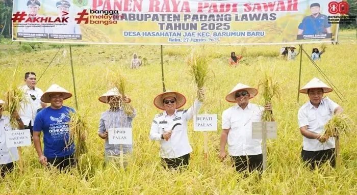 Panen Raya Padi di Barumun Baru, Pemkab Padang Lawas Perkuat Ketahanan Pangan dan Dukung Produk Lokal