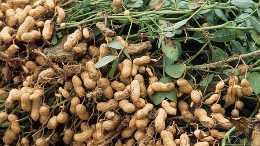 Inovasi Urban Farming: Budidaya Kacang Tanah dalam Goni, Solusi Pertanian di Lahan Terbatas