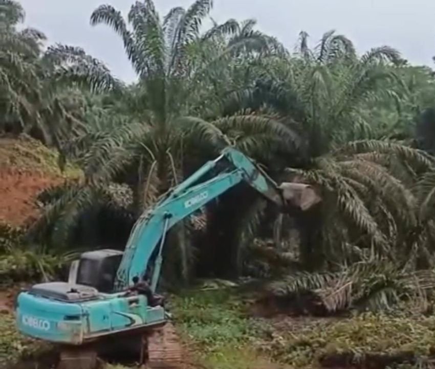 Kembalikan Fungsi Hutan, Kemenhut Tertibkan Kebun Sawit Ilegal di TN Gunung Leuser